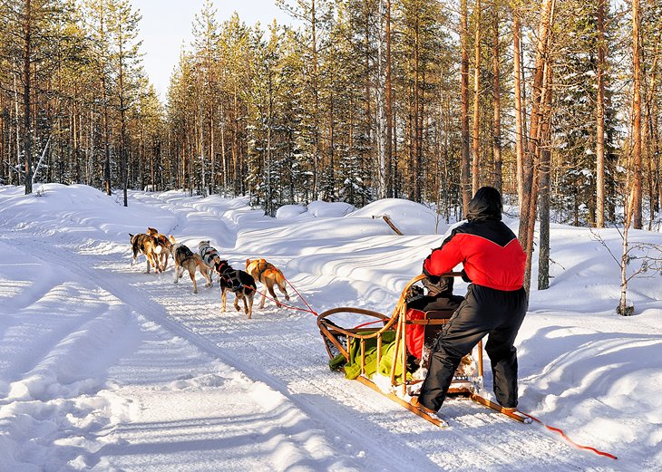 finland-attractions-rovaniemi-dog-sledding