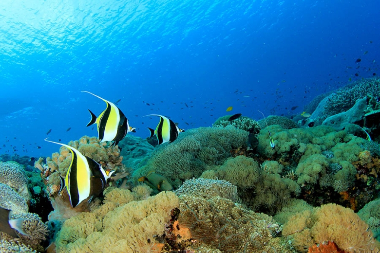 900x600_seychelles_underwater_fish_coral_reef