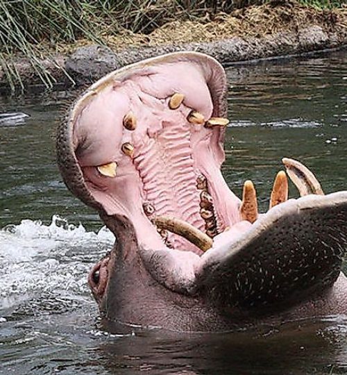 640px-copenhagen-zoo-hippopotamus