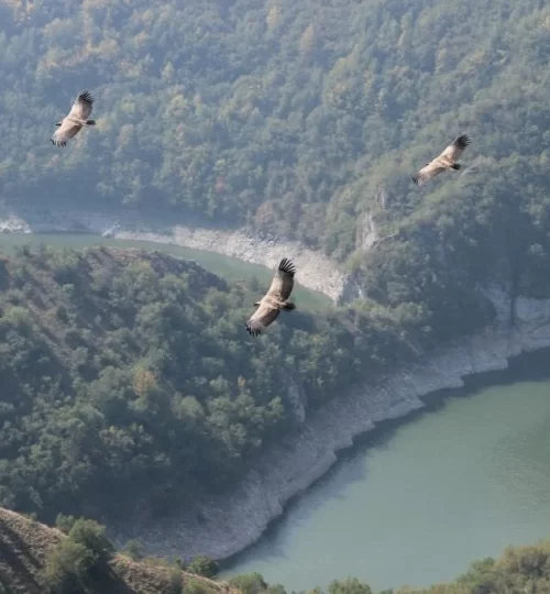 Birds-flying-in-nature-1024x683