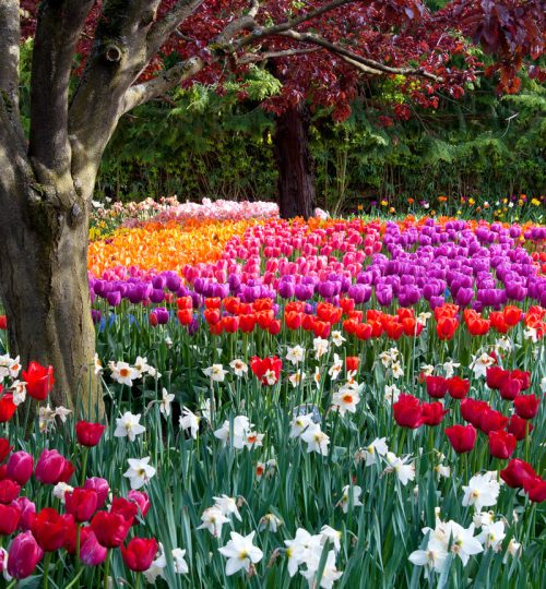Keukenhof-Gardens