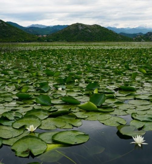 Lily-pads-on-Lake-Skadar-768x512