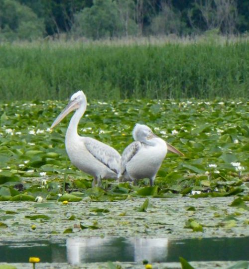 Pelicans-on-Lake-Skadar-768x576