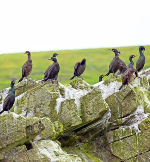 best-things-to-do-in-scotland-wildlife-spotting-in-the-shetland-islands-800x534