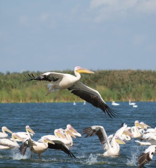 delta-du-danube-roumanie