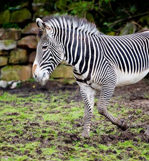 england-chester-zoo-2