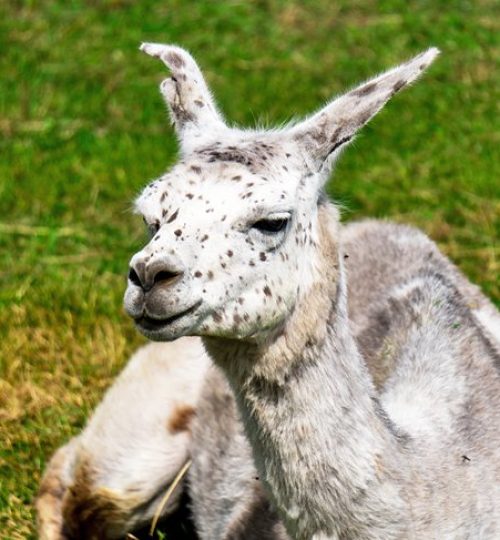 estonia-top-attractions-alpakafarm