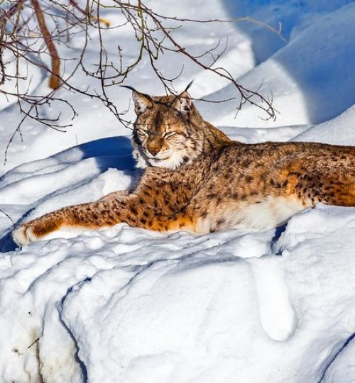 finland-top-rated-attractions-places-to-visit-ranua-wildlife-park-lynx