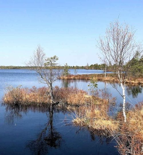 koigi-bog-saaremaa-980x735