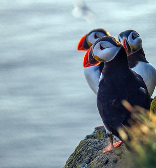 nsplsh_354d4f536377616f59584d~mv2