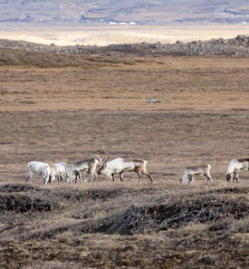 reindeer_in_eastfjords-768x512